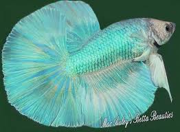 Light Green Betta By Karen Mcauley Bettas Pinterest Betta Betta Fish Betta Betta Fish Tank