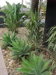 Modern Landcape With Agave Yucca Bird Of Paradise Plants Birds Of Paradise Plant Garden Supplies