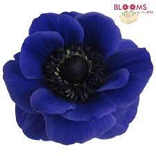 Blue Anemone Flowers Wholesale Bloomsbythebox Com Wholesale Flowers Online Wedding Flowers Blue Wedding Flowers