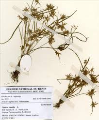 Image result for Pycreus pumilus