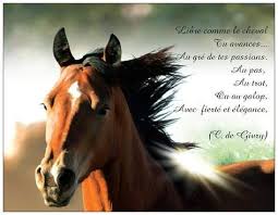 Carte D Anniversaire Gratuite A Imprimer Avec Cheval Fresh Carte Anniversaire Humour Cheval Moderne Humour Cheval Carte Anniversaire Humour Cheval