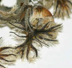 Image result for Tragia kirkiana