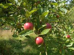 La Cueillette De Pommes Arrive A Grand Pas Au Verger De Nicolet Vous Pouvez Cueillir Votre Propre Pommes De La F Cueillette De Pomme Pomme Et Cueillette