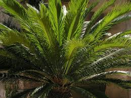 If it is planted directly outdoors and receives direct sun, water more often. When To Water Sago Palms Water Requirements For Sago Palm Trees