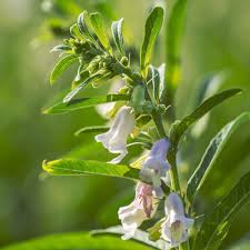 Image result for Sesamum angustifolium