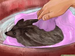 Any posts with baby hedgehogs must have a baby hedgehog flair and a mod tagged in the comments so that an official disclaimer can be added. How To Bathe A Hedgehog 12 Steps With Pictures Wikihow