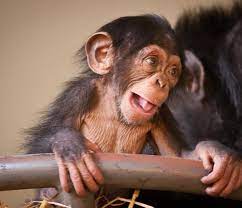 Coucou Bebe Singe Cute Animal Pictures Chimp Cute Baby Animals