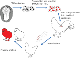 Isolation of the gene of interest; Schematic Representation Of Pgc Derivation Genetic Modification And Download Scientific Diagram