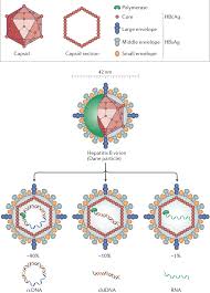 If you do not have a current hepatitis b infection, or have not recovered from a past infection, then hepatitis b vaccination is an important way to protect yourself. Immunobiology And Pathogenesis Of Hepatitis B Virus Infection Nature Reviews Immunology