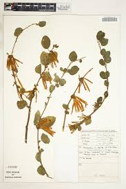 Image result for Agelanthus