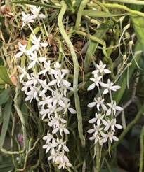 Image result for Mystacidium venosum