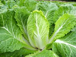 Durch seine reichhaltigkeit an vitaminen ist er für eine gesunde ernährung sehr zu empfehlen. Bio Saatgut Chinakohl Kaito Raimund Biogartenbedarf