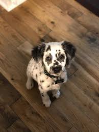 Long Haired Dalmatian Animalsandpets Cute Baby Animals Cute Animals Animals