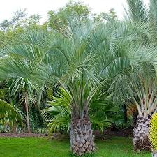 Image result for Butia