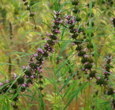 Image result for Leonurus japonicus