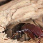 Carpenter ants are a serious pest problem; Carpenter Ant Damage And Getting Rid Of An Infestation