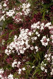 Image result for Jasminum polyanthum