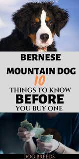 Advice from breed experts to make a safe choice. Bernese Mountain Dog Big Breed Big Cost 10 Things To Know Before You Buy One Bernese Mountain Dog Burmese Mountain Dog Puppy Burnese Mountain Dog