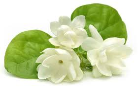 Download bunga melati putih font (1 styles). Memetik Manfaat Bunga Melati Bagi Kesehatan Dan Kecantikan Alodokter