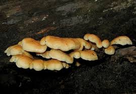 Image result for Paxillus panuoides
