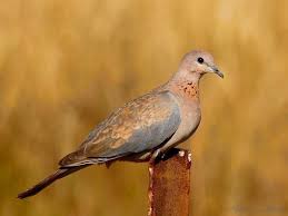 Brown Small Birds Of South Africa Laughing Dove Streptopelia Senegalensis Oiseaux