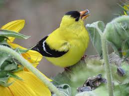 More interest in human migration patterns. Hinterland Who S Who American Goldfinch