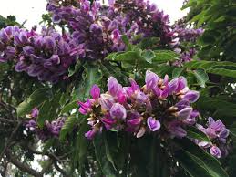 Image result for Millettia grandis