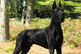 This is another classic and popular great dane variation. Pure Black Great Dane Online