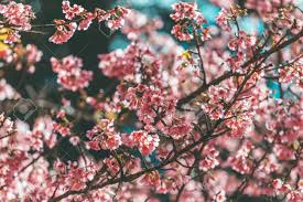 A collection of the top 89 sakura wallpapers and backgrounds available for download for free. Cherry Blossom And Sakura Wallpaper Stock Photo Picture And Royalty Free Image Image 128038861
