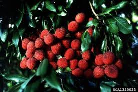 Lychee Girdling Information Learn How To Girdle A Lychee Tree Lychee Fruit Fruits Photos Fruit