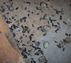 Image result for squirrel poop