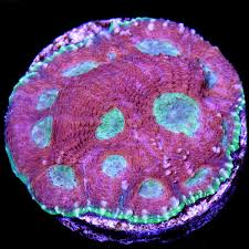 Image result for Acrachne