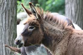 We did not find results for: These Donkeys Are Too Cute For Words Cowgirl Magazine