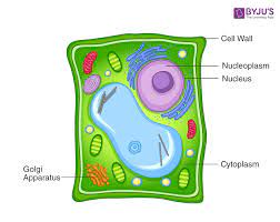 Cellular water levels biological vector illustration diagram with animal and plant cell. Draw A Plant Cell And Label The Parts Which Biology Q A
