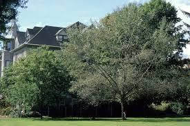 Image result for Populus ×  canescens