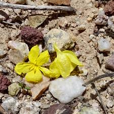 Image result for Menodora heterophylla