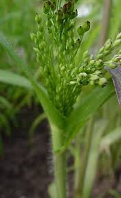 Image result for Panicum miliaceum