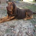 Big Thicket Bloodhounds