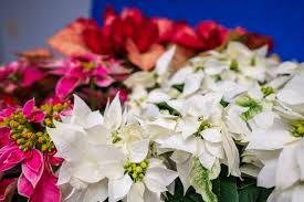 Image result for Euphorbia pulcherrima