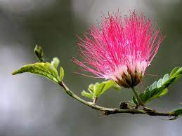 Pin By Debbie Easton On For The Home Mimosa Tree Julibrissin Silk Tree