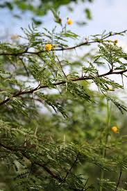 Image result for Acacia hockii
