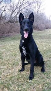Belgium Malinois Black Belgian Malinois Puppy Pin On Aminals