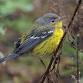 Bird Walk with the Alan Devoe Bird Club