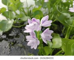 Image result for Pontederia crassipes
