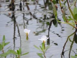 Image result for Ottelia