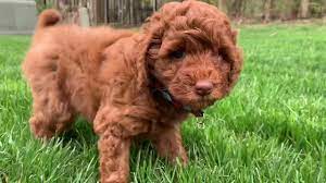 Labradoodle breeders in ohio google map. Us Labradoodles