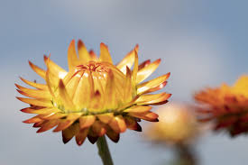 Image result for Helichrysum brassii