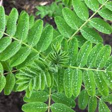 Image result for Astragalus