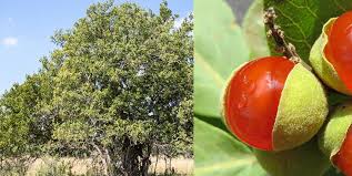 Image result for Pappea capensis