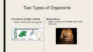 Most of them are unseen, visible only under a microscope. Living Organisms Single Cell Unicellular Vs Multicellular What